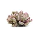 Imagen que muestra el producto Decoracion Coral. Decoración para acuario coral. Material: Resina Color: Disponible en la foto.