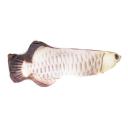 Imagen secundaria del producto Juguete De Felpa Pez Para Mascotas. Peluche en forma de pez, cuenta con cremallera. Material: Poliéster Color: Naranja, morado, amarillo Disponible: Razas pequeñas y medianas.